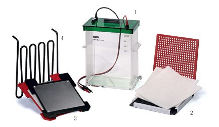 ����Trans-Blot Plus�Dӡ��