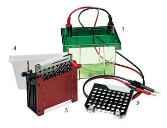 ����С��Trans-Blot�Dӡ��