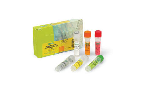 iScript™ Select cDNA �ϳ�ԇ����