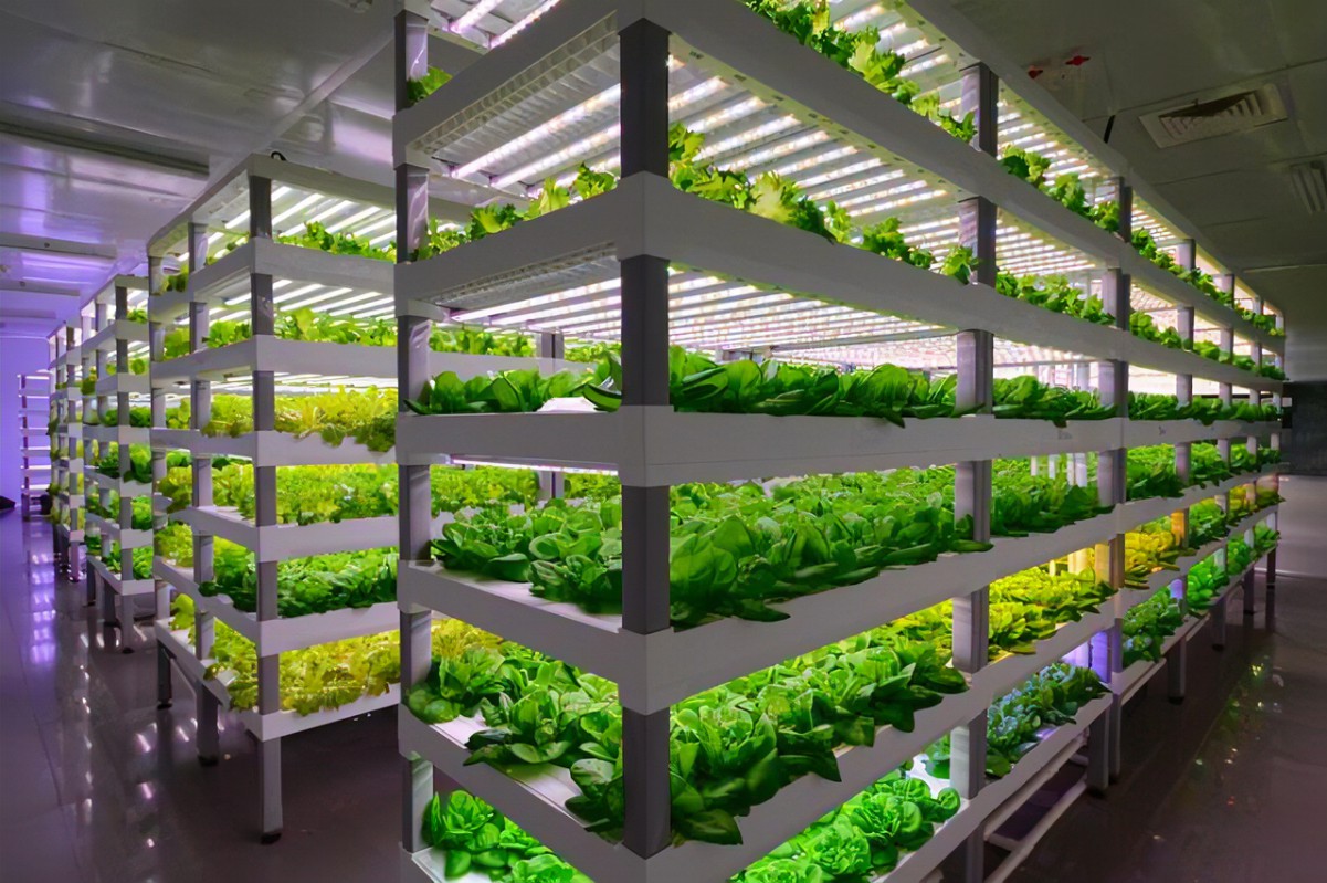 ����ʽ�˹���ֲ��������